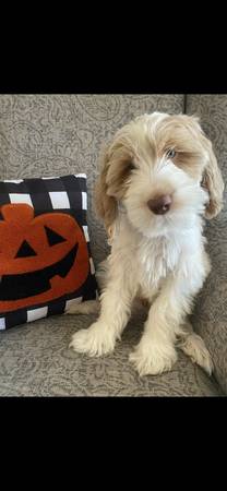 Australian Labradoodles (Surprise)64048129047939121