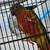 Young hand fed green cheek conures 8 thumbnail