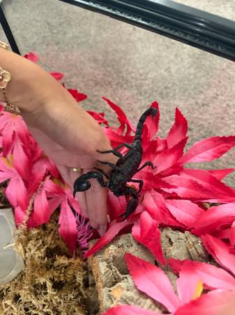 Asian Forest Scorpion and Complete Set Up - Tank, Soil, Log 1