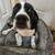 English bulldog/ American cocker spaniel 1 thumbnail