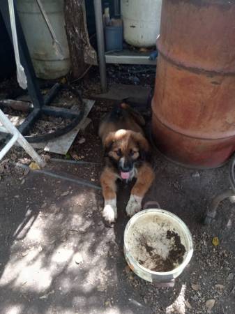 Cachorros de Pastor de los Pirineos/Alemán buscando un hogar para siempre (Elm Mott)63661942333441123