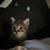 Kittens! 1 thumbnail