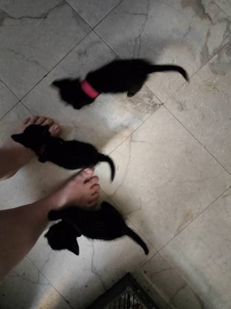 Rescue kitten (mesa)63967146714883123