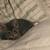 8 week old kittens 1 thumbnail