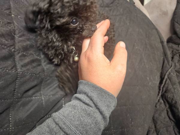 Poodle 1
