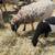 Sheep/ Barrego 6 thumbnail