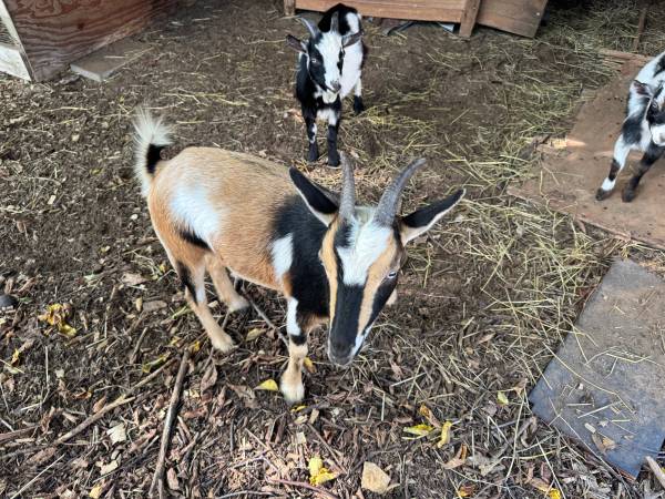 Cabras enanas nigerianas hembras y machos63670590893185123