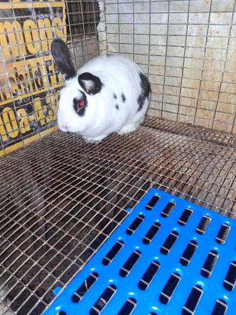 Rabbits 1