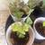 Indoor house plants geranium jade shamrock flower Variety of small potted plants 2 thumbnail