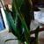 Snake Plant  Sansevieria Superba Whitney House Plant 1 thumbnail