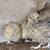 Male Coturnix Quail ***Special*** 1 thumbnail