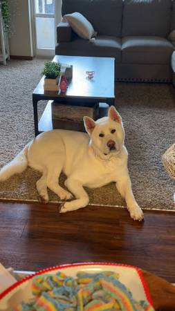 White make AKITA (Bellingham)63613583258115124