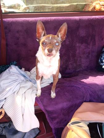 Encontré un perro (Hawthorne y Market St)63839340705921121