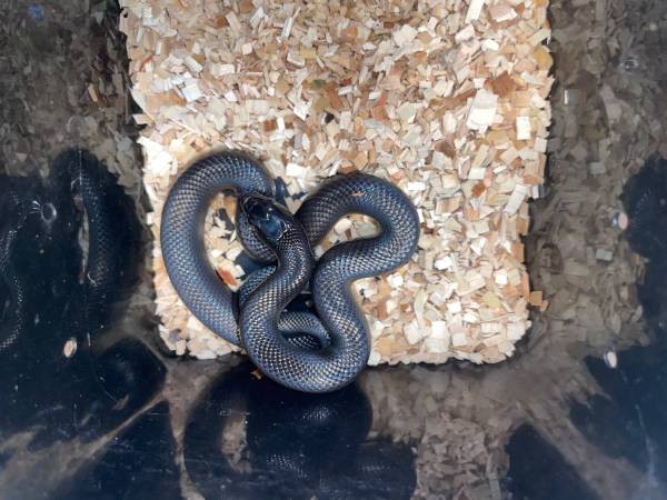 Mexican Black King Snake 1