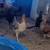 Mass flock, chickens and ducks 13 thumbnail