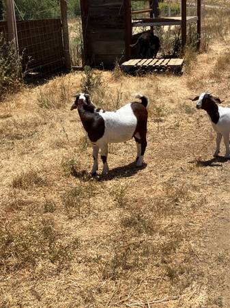 Turkeys chivos - $200 (Lost hills)63469925065987122