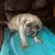 Full cane corso girl pup. 4 thumbnail