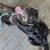 Male Puppy 6 thumbnail