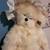 Dream Keeper Bear 2 thumbnail