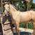 Andalusian horse 4 thumbnail