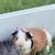Guinea pig 1 thumbnail