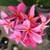 Plumeria 1 thumbnail
