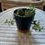 Plants! Succulents! 3 thumbnail