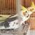 Young cockatiels 1 thumbnail