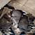 Kittens need a good home 2 thumbnail