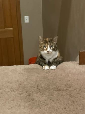 Cat63918925072387120