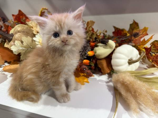 Poly European Mainecoon Kitten (La Jolla)63955847846659120