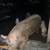 Intact, male pig 2 thumbnail