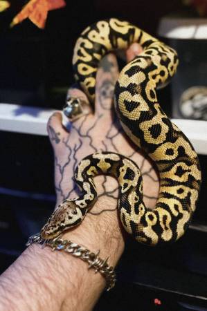 Pastel Spotnose Yellowbelly Ball Python macho al 100 % heterocigótico para Clown (Inwood / Wash Hts)