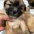 Shihtzu Puppies 13 thumbnail