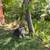 Pembroke Welsh Corgi 12 thumbnail