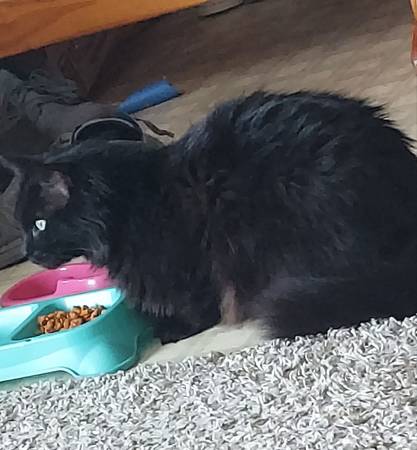 Lost long haired black cat named U.P. 1