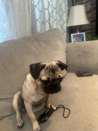 Busco a mi perrita perdida (Kansas City)63903109211394120