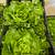 Produce Manager for Organic Farm 4 thumbnail
