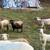 Dorper / katahdin sheep 3 thumbnail