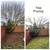 5⭐️Google Rated Fall Yard Clean UP💨Hedges🌳Leafs🍁Tree Trimming🌲 7 thumbnail