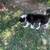 Frosty the Husky needs a home 4 thumbnail