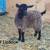 Registered Pygora goat 4 thumbnail