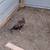 Richardson Reds and Grey Junglefowl 5 thumbnail