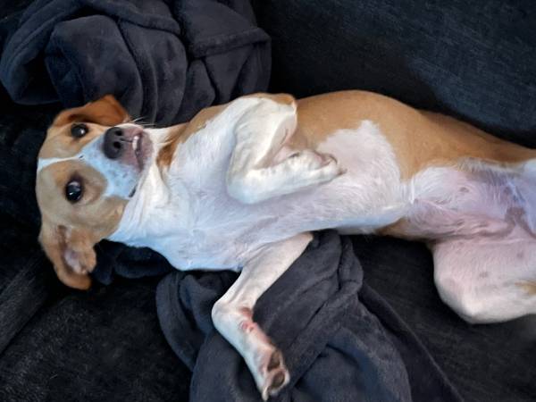Beagle joven esterilizada (Moyock)63882831901059120