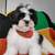 Shih tzu puppy 5 thumbnail
