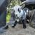 Purebred and nigerian dwarf buck 3 thumbnail