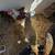 Americana(AKA Easter egger) chickens 2 thumbnail