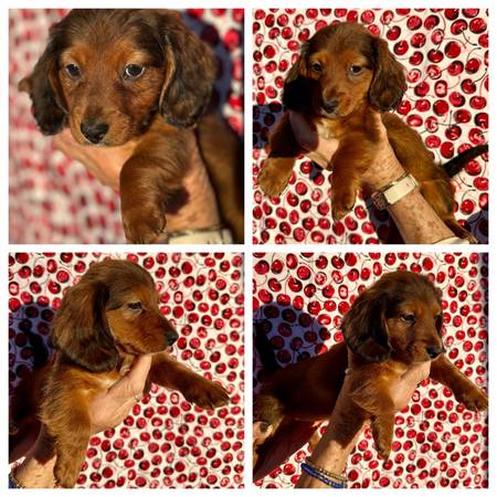 Dachshunds Puppies 1
