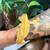 Funky Yellow Crested Gecko 9 thumbnail