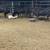 Bred angus cows 5 thumbnail